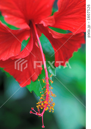 ハイビスカス ハイビスカス 1607526