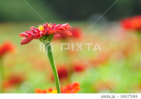 夏 1607584