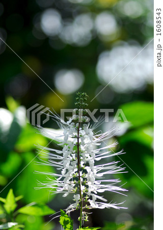 ネコノヒゲ 1608543