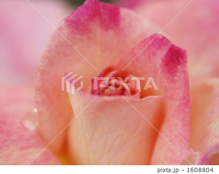 バラ　アブラカタブラ 1608804