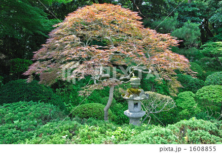 酒田散歩・本間美術館　鶴舞園　 1608855