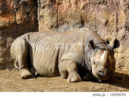 クロサイ 1609059