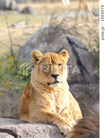 ライオン ライオン 1609076