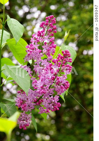 ライラックの花 1609347