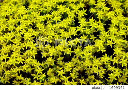 マンネングサ 1609361