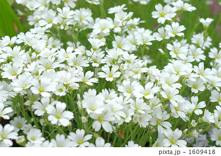 夏雪草 夏雪草 1609418