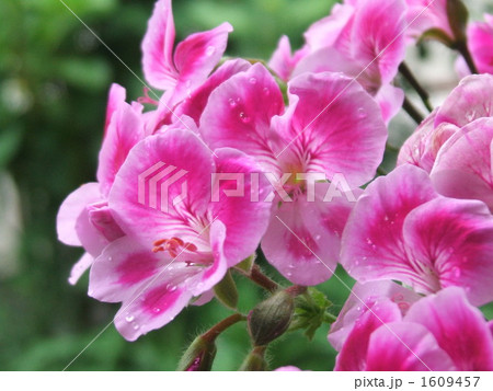 春と秋の２期咲く桃色の花 フウロソウ科のアイビーゼラニュームの写真素材