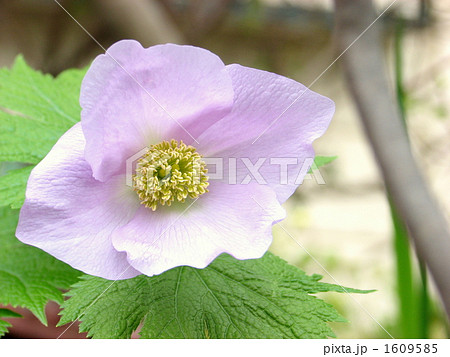 シラネアオイ 1609585