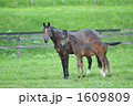 馬の親子 馬の親子 1609809