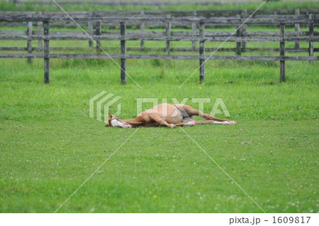おやすみ中の仔馬 おやすみ中の仔馬 1609817