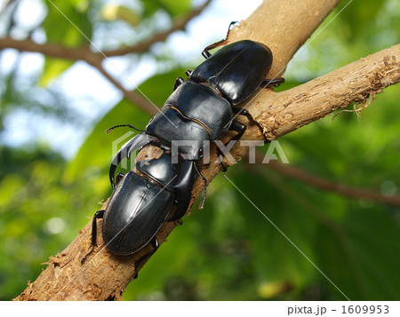 サキシマヒラタクワガタのカップル 1609953