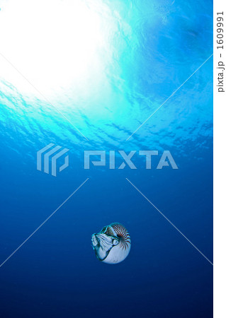 活きた化石 ノーチラス 活きた化石 ノーチラス 1609991