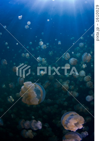 ジェリーフィッシュレイク 1610029