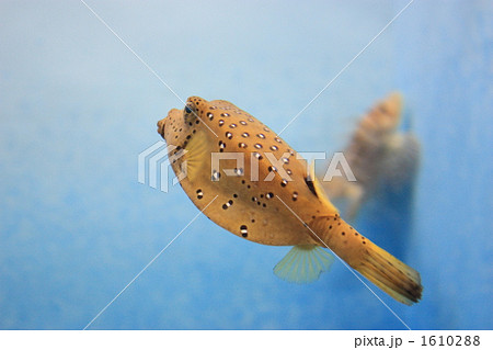 ハコフグ フグ 水玉模様の写真素材