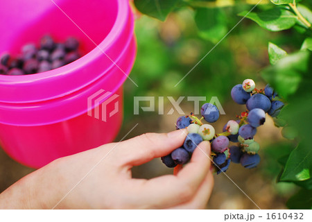 ブルーベリー狩り ブルーベリー狩り 1610432
