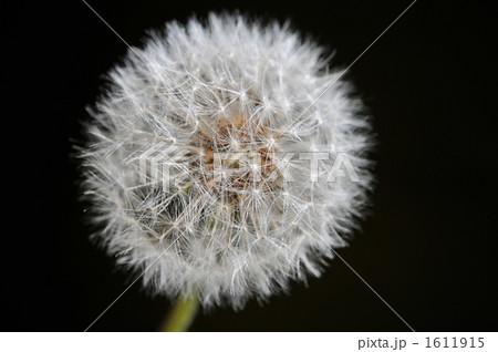 タンポポ タンポポ 1611915