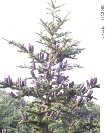 オオシラビソの球果 1612080