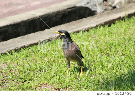 カバイロハッカ(インドハッカ) タイ王国 カバイロハッカ(インドハッカ) タイ王国 1612450