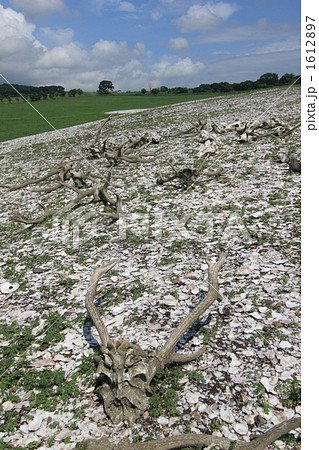 国指定史跡北黄金貝塚 1612897