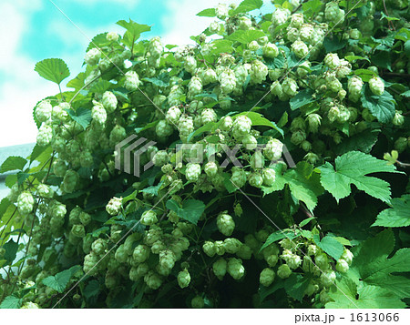 ホップ　ビールの苦味　 1613066