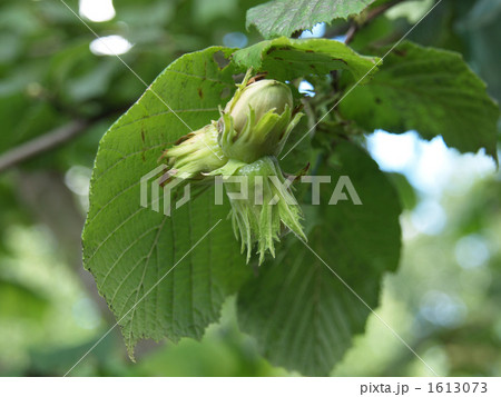 ホップ　ビールの苦味　 1613073