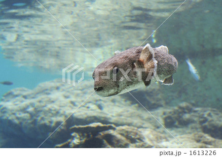 水族館のフグ 水族館のフグ 1613226