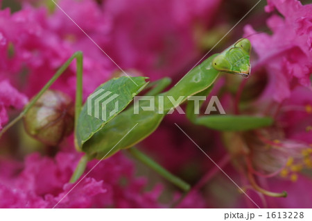 カマキリと花 カマキリと花 1613228