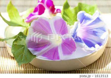 朝顔 朝顔 1613513