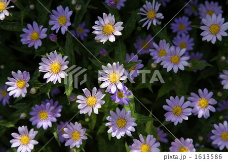 ミヤコワスレ 1613586