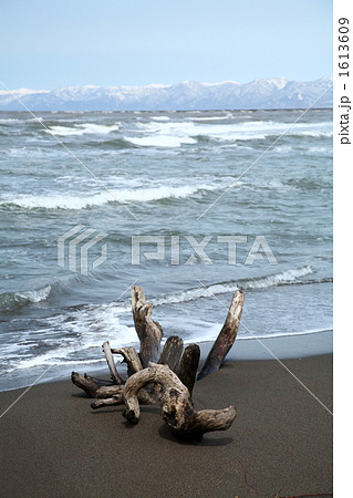 流木 流木 1613609