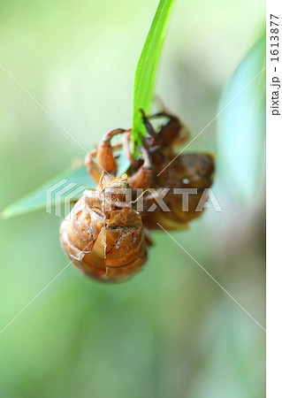 蝉の抜け殻 1613877