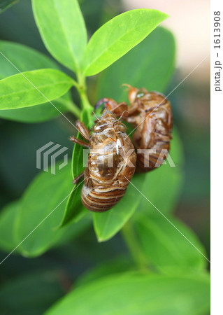 蝉の抜け殻 1613908