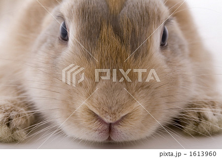 子ウサギの顔正面アップの写真素材