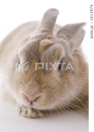 子ウサギの抜け毛模様の顔の写真素材