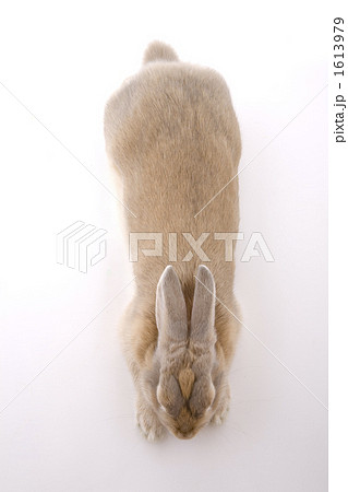 子ウサギの夏毛背中 1613979