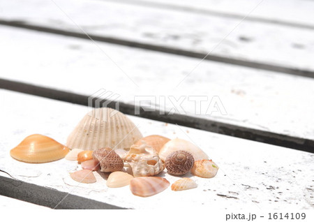 貝殻 1614109