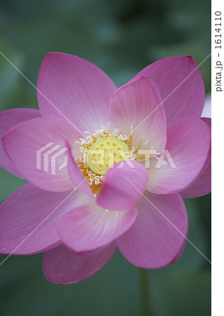 大賀蓮 大賀蓮 1614110