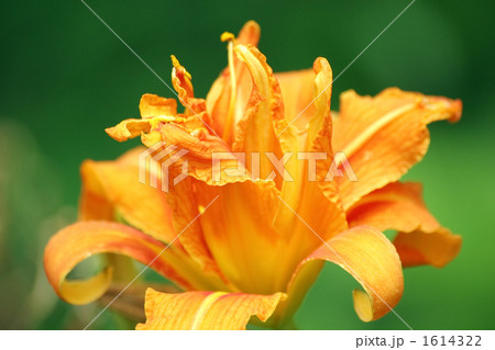 ヤブカンゾウ 1614322