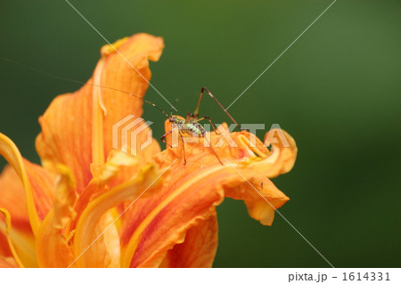 ヤブカンゾウとアシグロツユムシ ヤブカンゾウとアシグロツユムシ 1614331