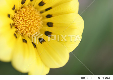 ガザニア ガザニア 1614368