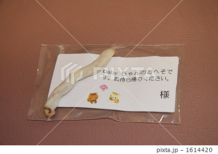 へその緒　 1614420