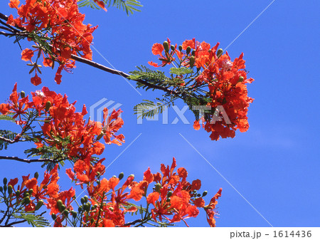 南洋桜１ 1614436