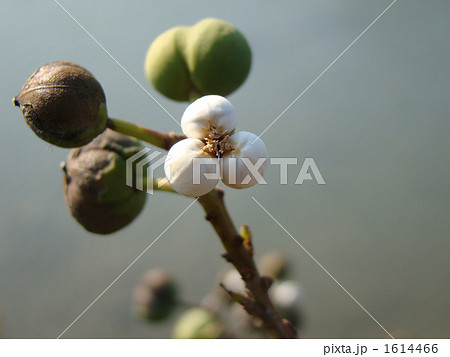 ナンキンハゼの白い実 ナンキンハゼの白い実 1614466