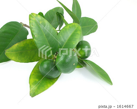 シークヮーサー 1614667