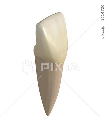 下顎中切歯 下顎中切歯 1614720