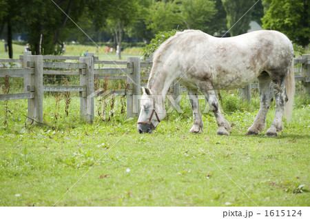 牧場の馬 1615124