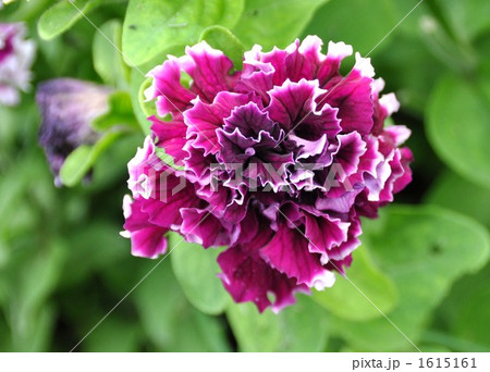 薄紫色の八重の花びらが綺麗です 1615161