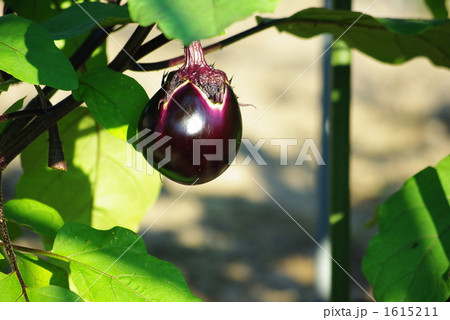 丸ナスの実 1615211