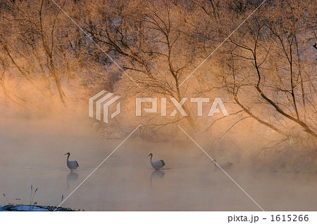 厳寒の朝 厳寒の朝 1615266