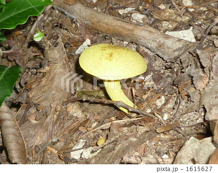 黄色いきのこ 1615627